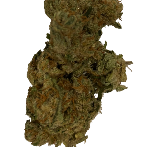 Amnesia Haze CBD – Big Bud – Indoor Hydro