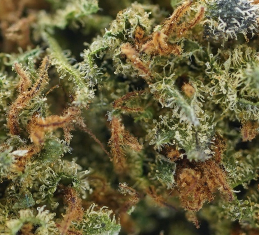 Orange Bud PREMIUM – Image 2